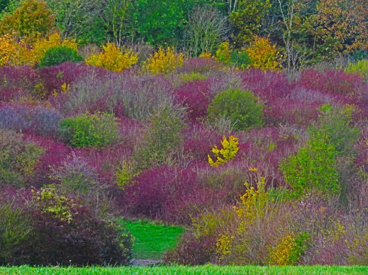 a red bench sitting near a green field with trees