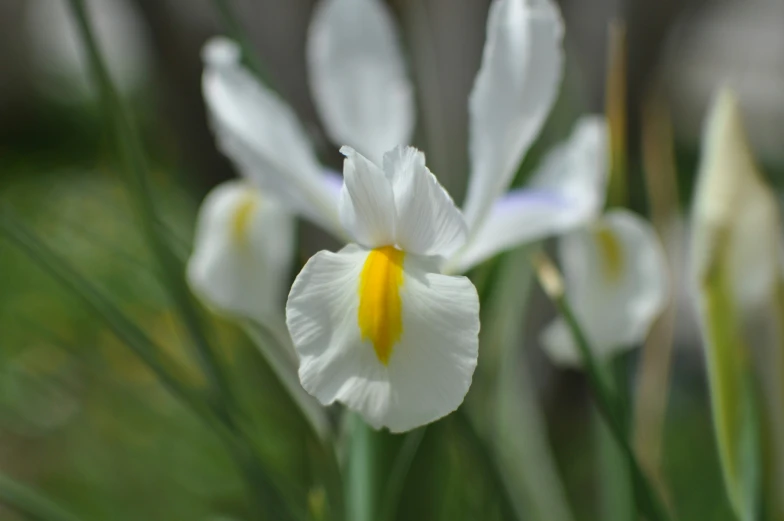 the iris is starting to open up with yellow centers