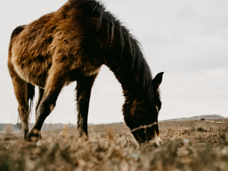 a horse grazing on some dry grass in the middle of the day