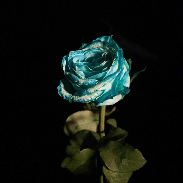 a blue rose with leaves around it is in the dark