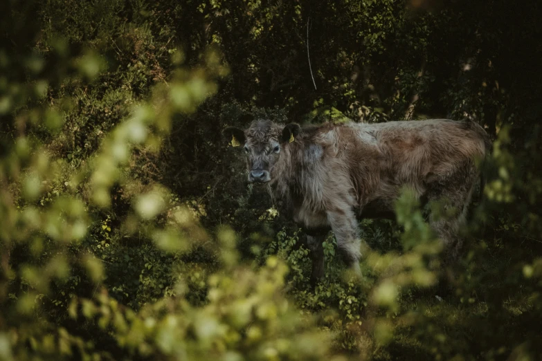 a cow is standing among the trees