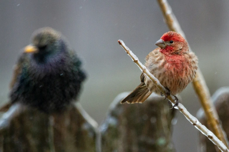 a bird sitting on top of a twig next to another bird