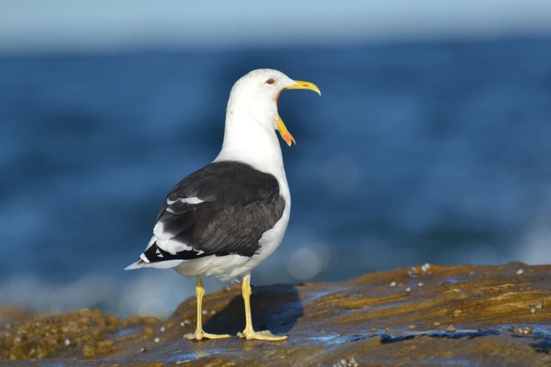 a bird with a long beak sitting on top of a rock