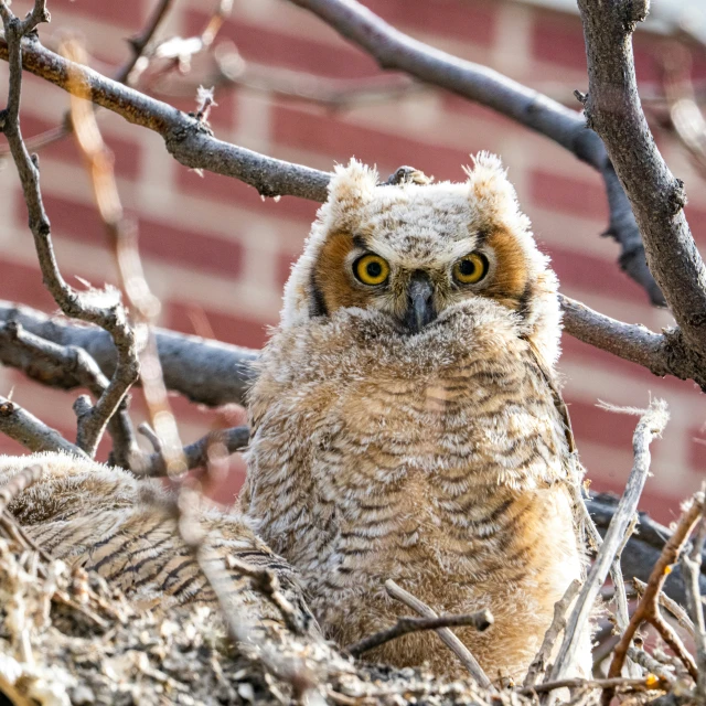 an owl is sitting in the tree and looking at soing