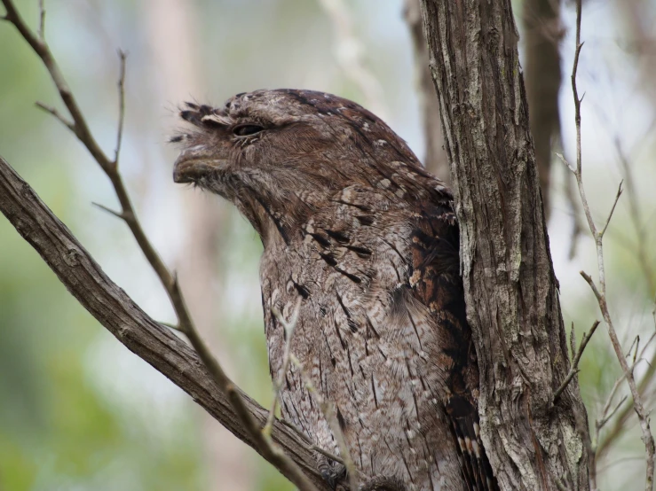 an owl is perched in the tree with its head on the side