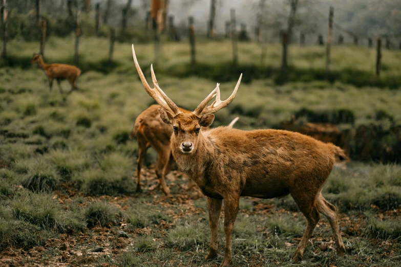 deer that have very long antlers on their heads