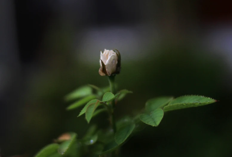 a single white flower with green leaves