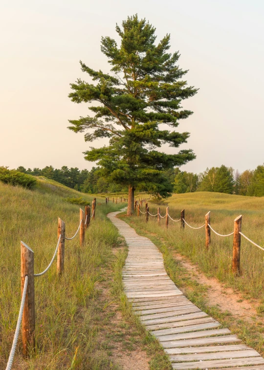 a tree sitting next to a small path