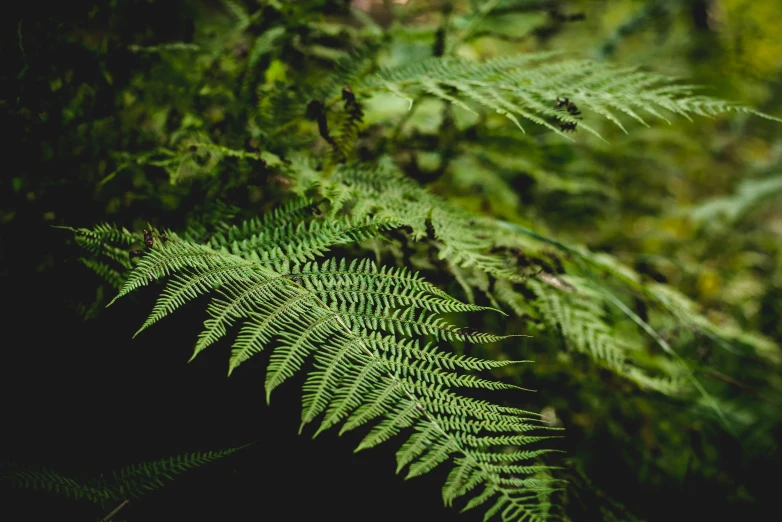 a close up view of a lush green plant