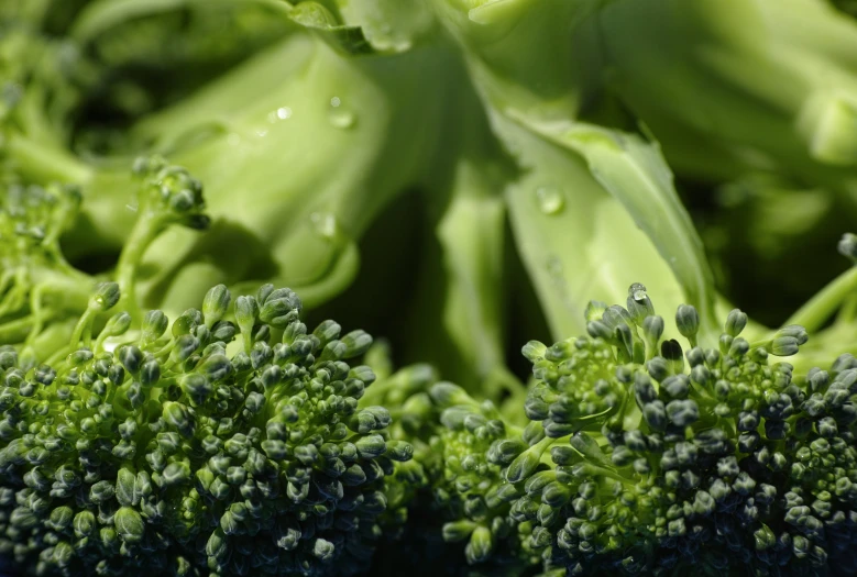 broccoli close up of a fresh plant with water droplets on it