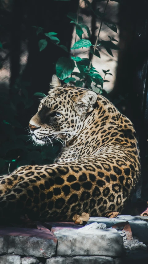 a big leopard rests on the side of some rocks