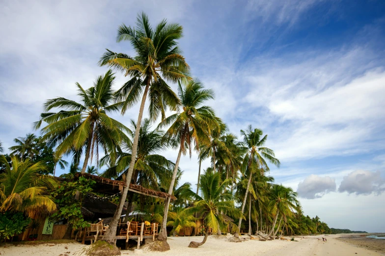a beach with palm trees and houses on it