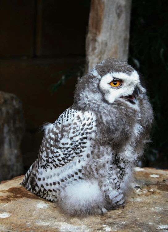 a white owl sitting on top of a wooden log