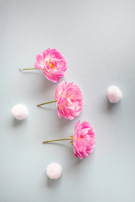 flowers with pink petals arranged on a light grey background