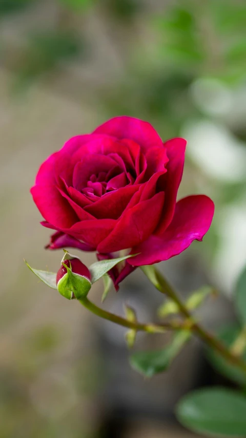 close up of flower in bloom with other green leaves in background