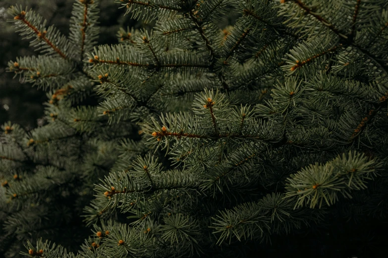 a close up view of the needles and nches of a pine tree