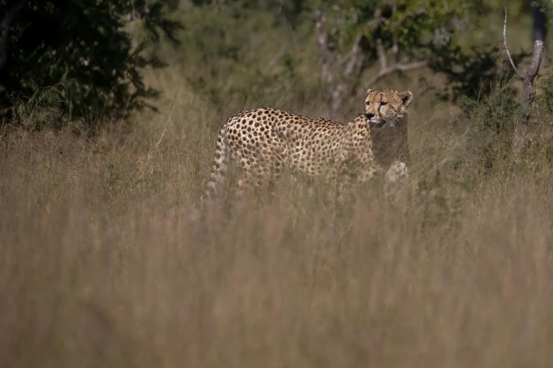 a cheetah hiding in the brush looking around