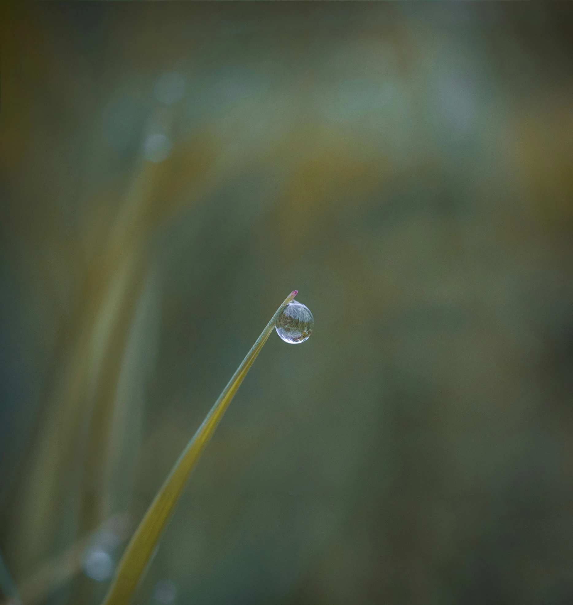 the water is dew on the green stem