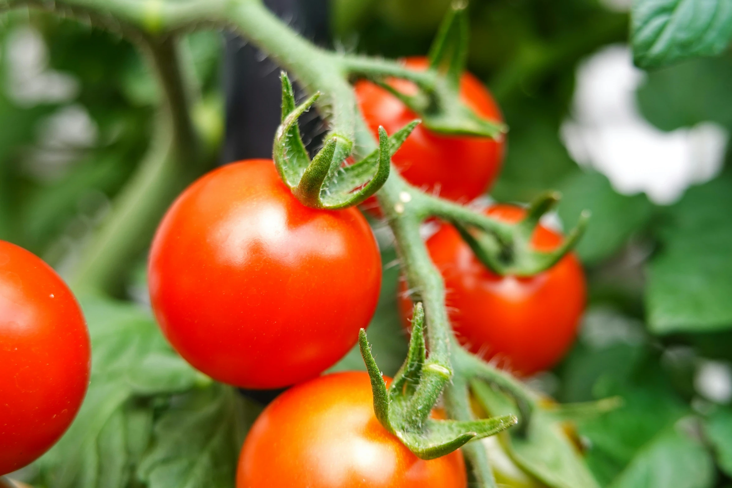 some red tomatoes still on the vine ready to be picked