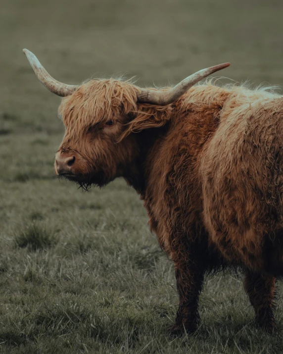 a bull with long horns standing in grass