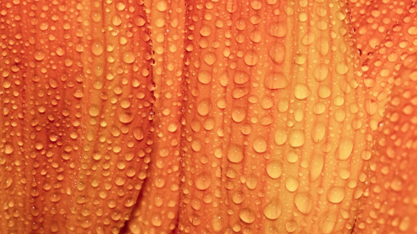 several drops of water sit upon orange silk