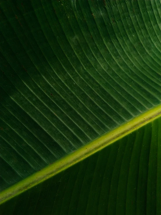 a close - up view of a large green plant leaf