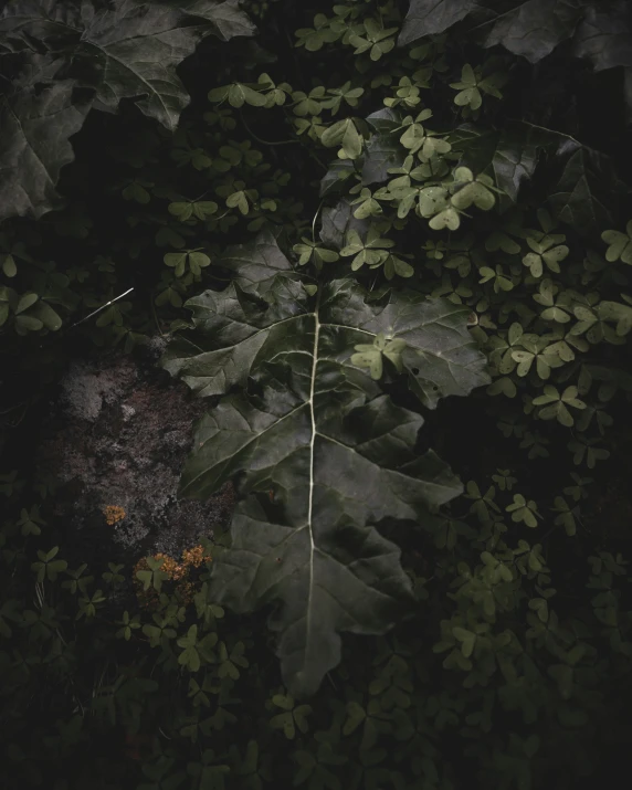 an array of green leaves and brown spots