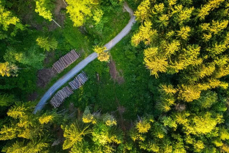 aerial view of trees and road in the middle