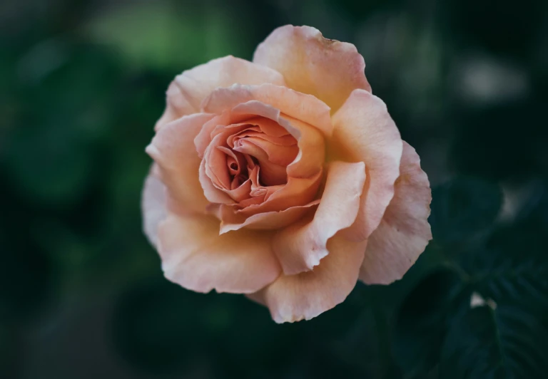 a close up of a pink rose in bloom