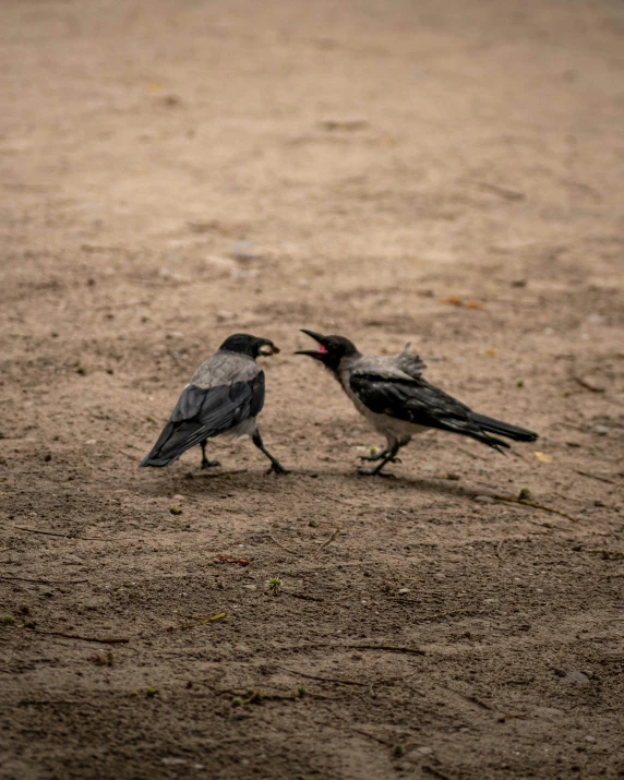 two black birds standing next to each other on dirt ground