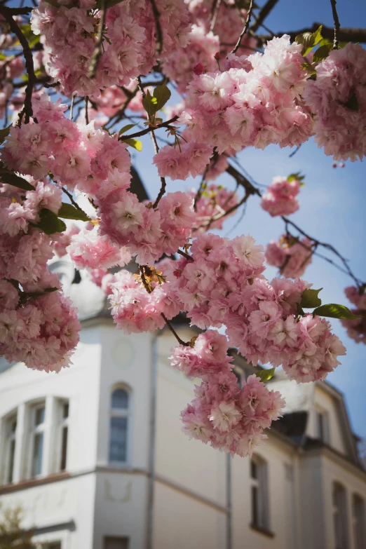 pink blossoms on the tree in front of a white building