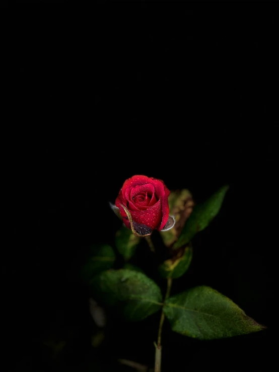 a red rose is in the dark and has a black background