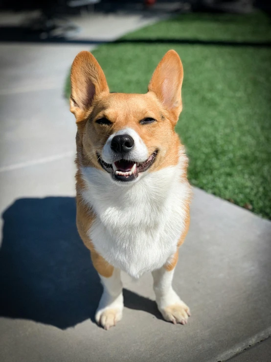 a dog standing on the sidewalk near grass