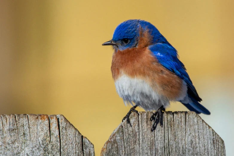 a blue and white bird sitting on a fence post