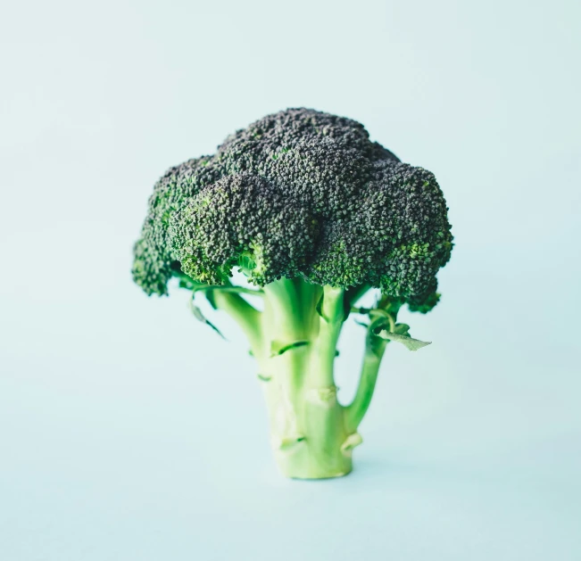 broccoli floret is pictured in this pograph