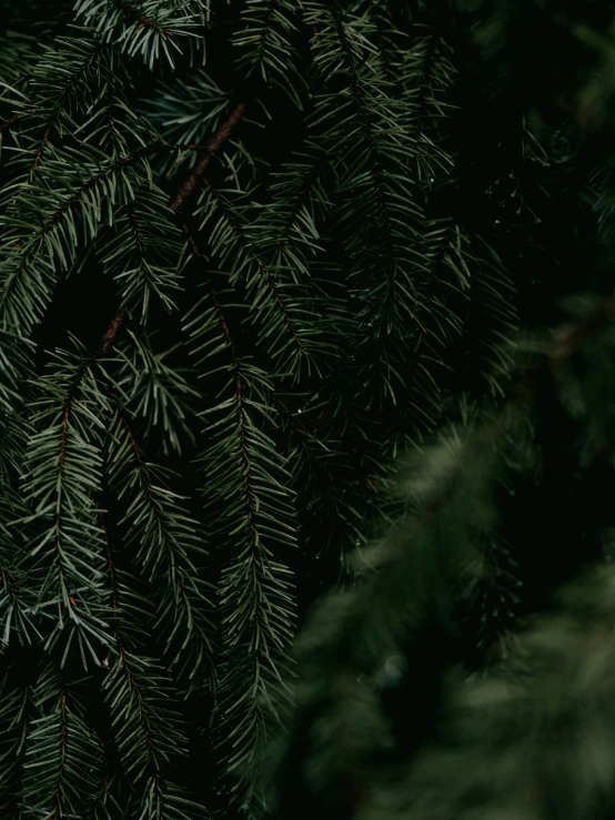 green pine needles are pictured in this close up s