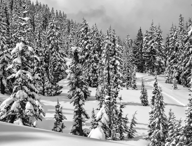 a forest filled with snow covered trees under a cloudy sky