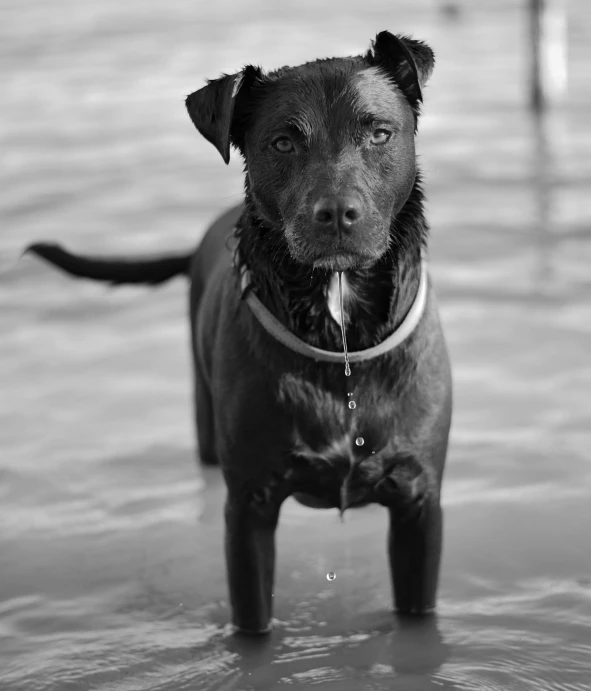 black dog standing in water looking at the camera