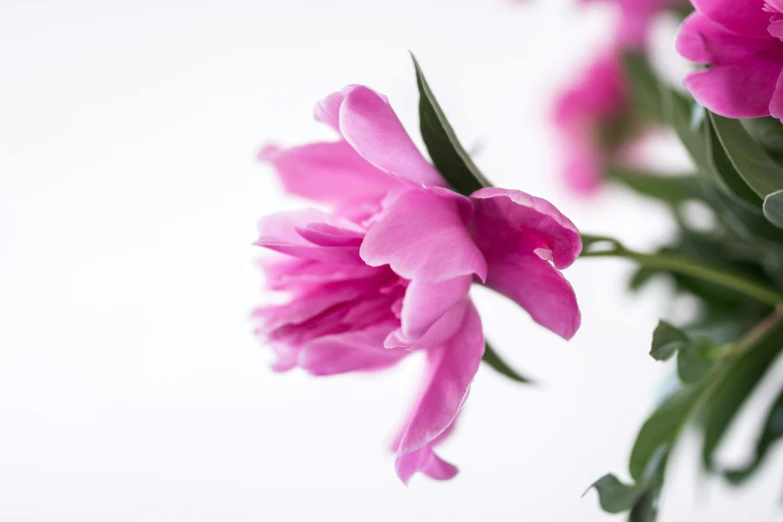 pink flowers are growing on green stems