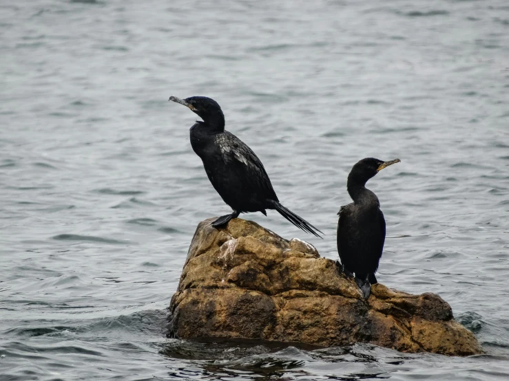 two birds sitting on top of a rock in the water