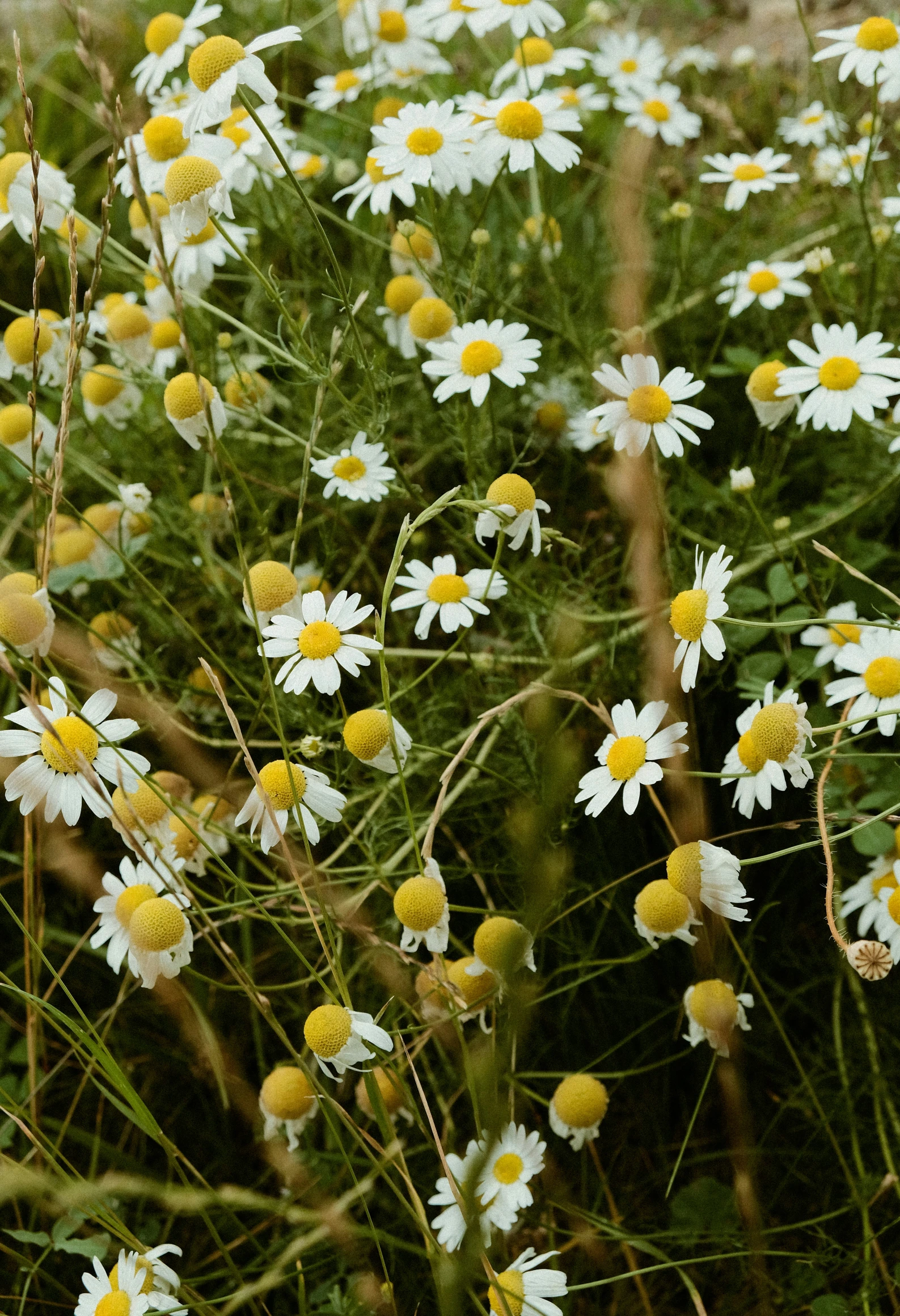 a bunch of white and yellow flowers in a field