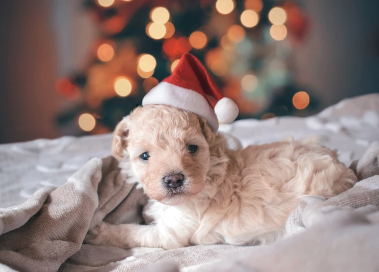 a little puppy with a santa hat laying on a bed