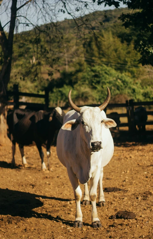 some very cute cows in the dirt by some trees