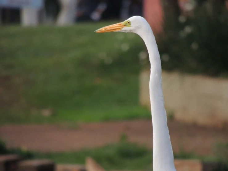 a white duck standing in front of a large body of water