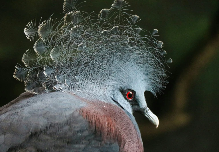 a bird with a mohawk stands in front of a dark background