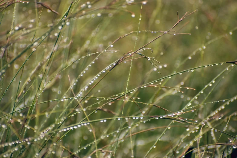 drops of water on some grass and tree nches