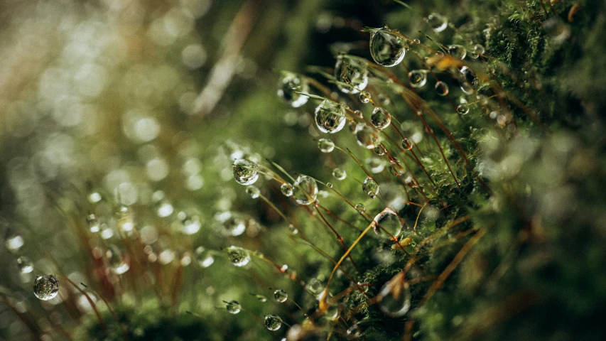 a small drop of water on the plant