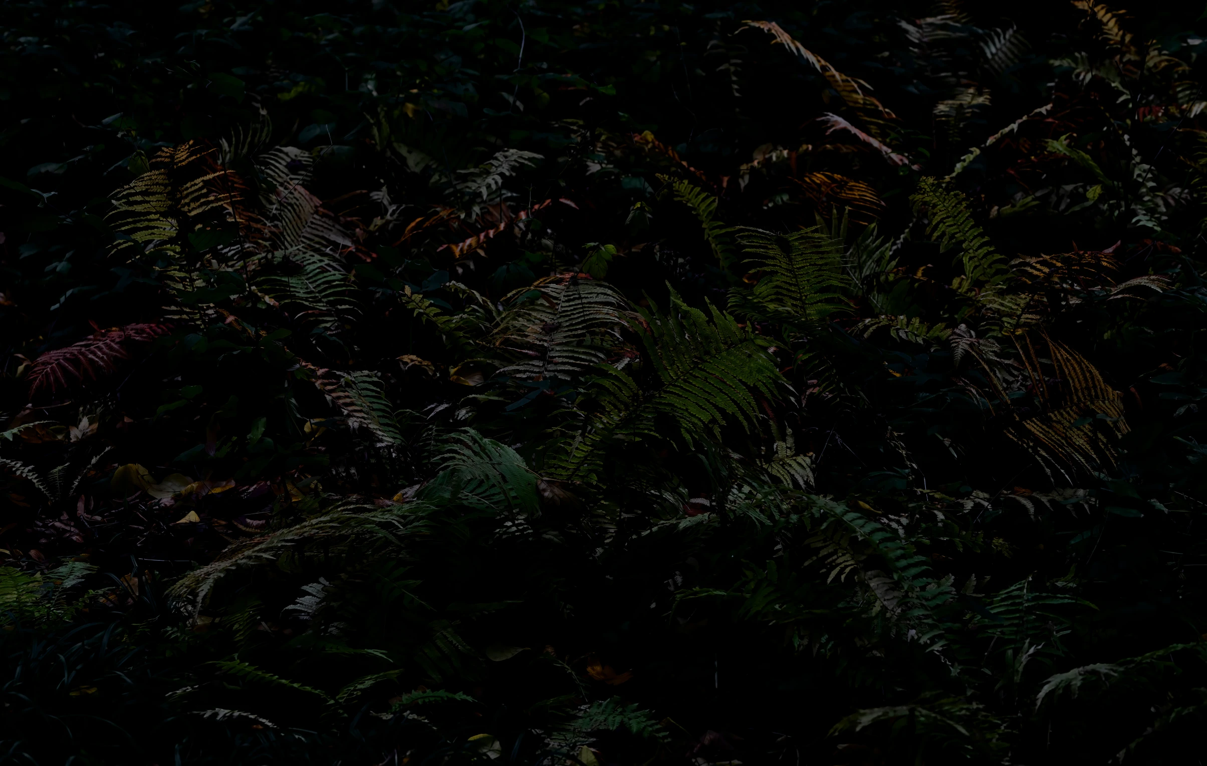 this is a dark picture of green plants