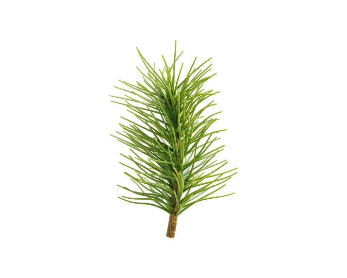 a small pine tree is pictured against a white background