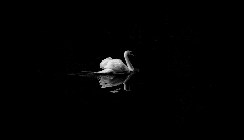 a black and white po of a swan in water